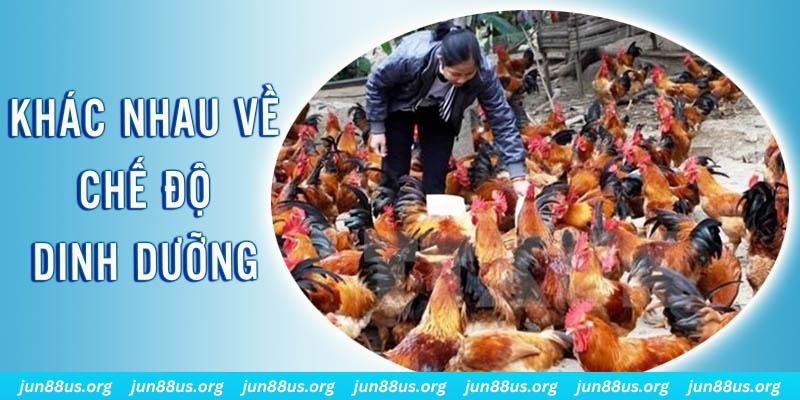 shondo xổ số thứ sáu hàng tuần