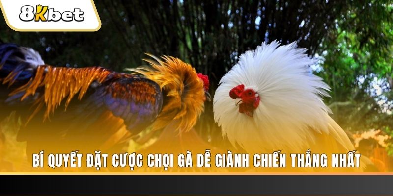 shondo may club nổ hũ